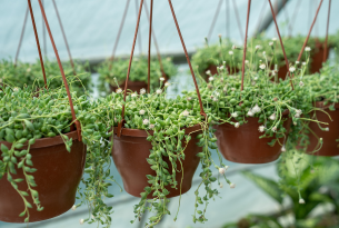 Plantas colgantes de exterior: 12 especies que puedes usar para decorar tus cestos